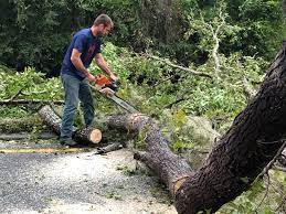 How Our Tree Care Process Works  in  Ketchikan, AK